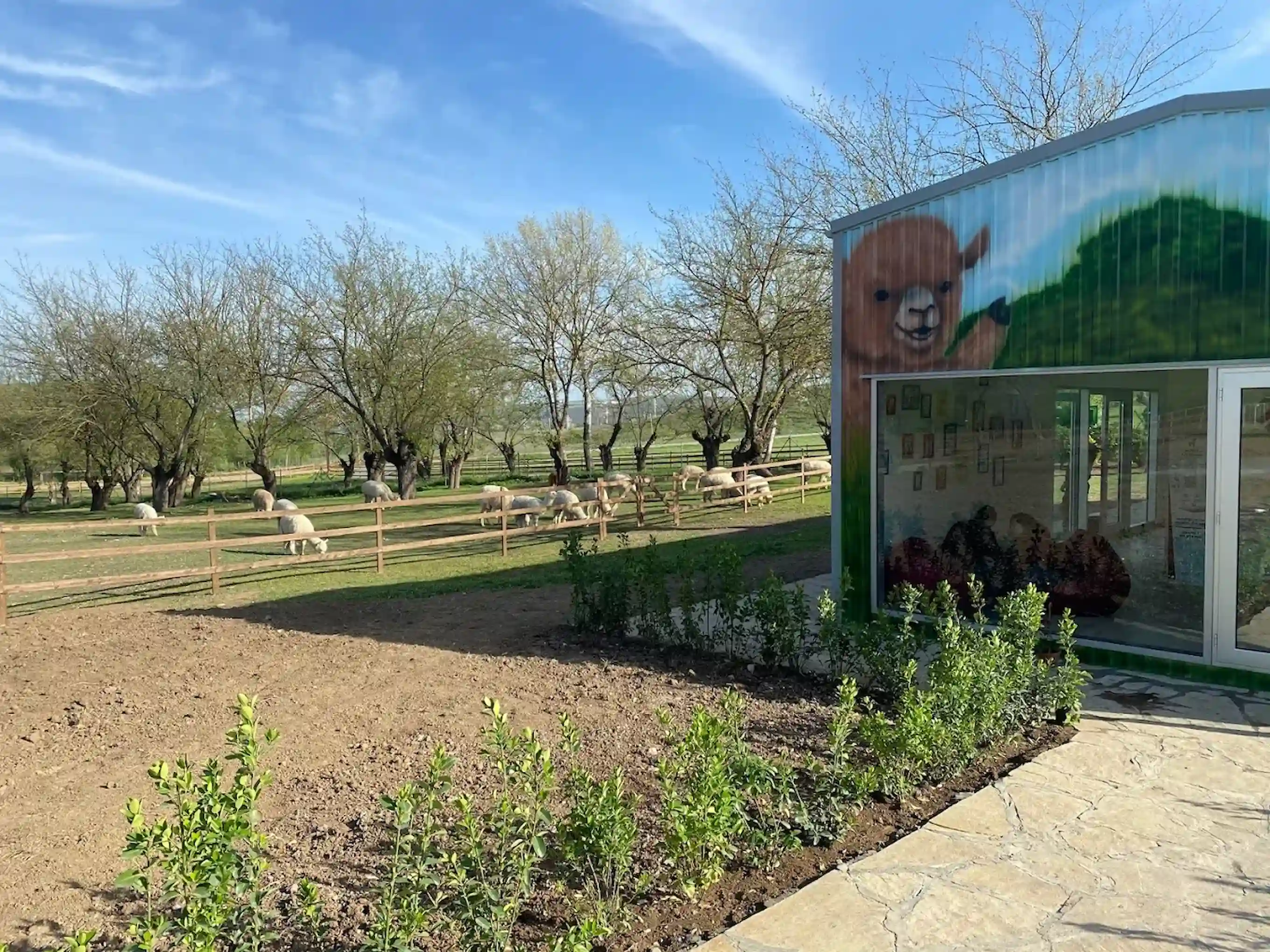 Reception of the Alpaca farm in Azerbaijan and a group of cute alpacas pasturing peacefully on a beautiful sunny day.