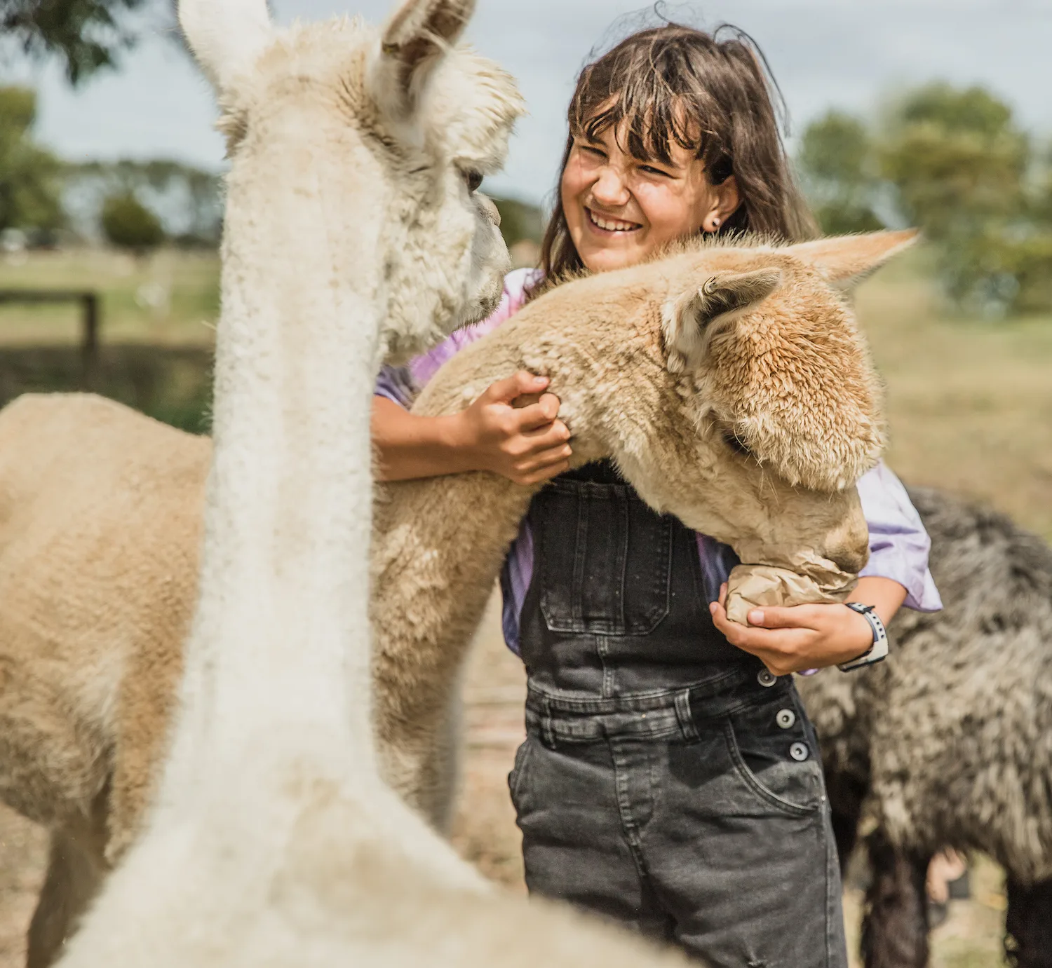 A kid feeding a cute, friendly alpaca and giving it a hug on the farm in Meysari, Shamakhi, Azerbaijan.