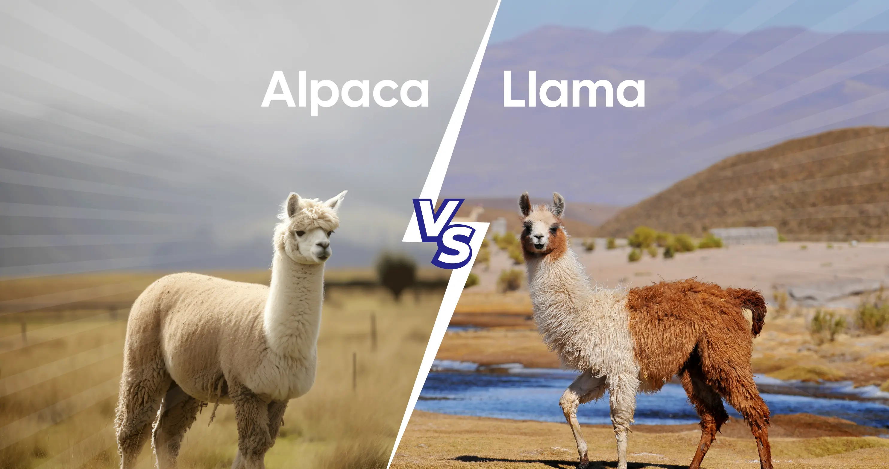 Alpaca vs. Llama comparison showing the key differences between the two species side by side.
