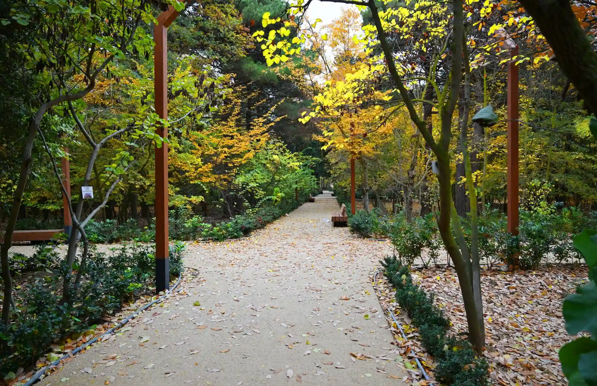 The beautiful pathway of the Botanical Garden in Baku beneath the trees and through the fallen leaves in early autumn.